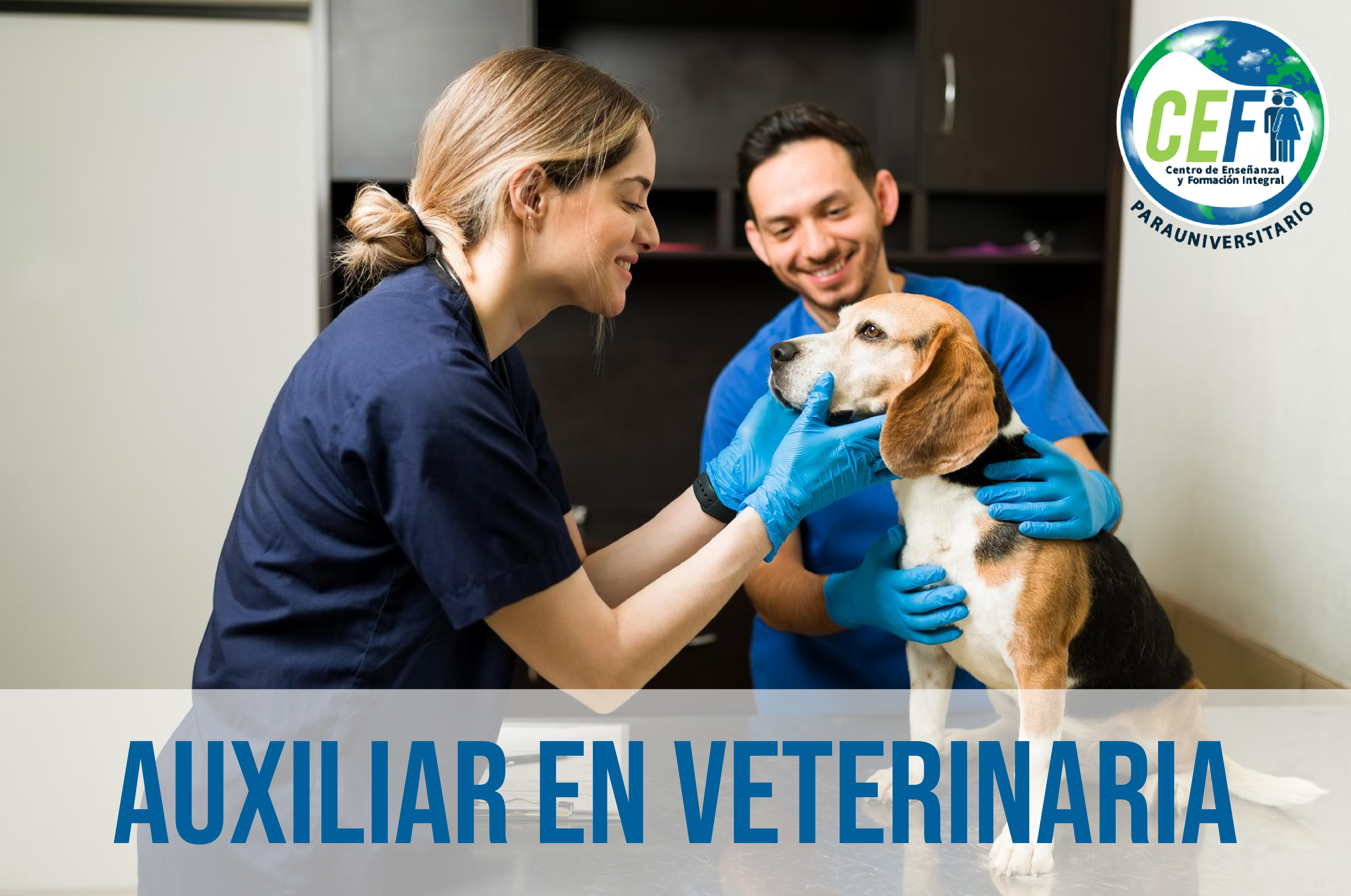Técnico en Auxiliar en Veterinaria