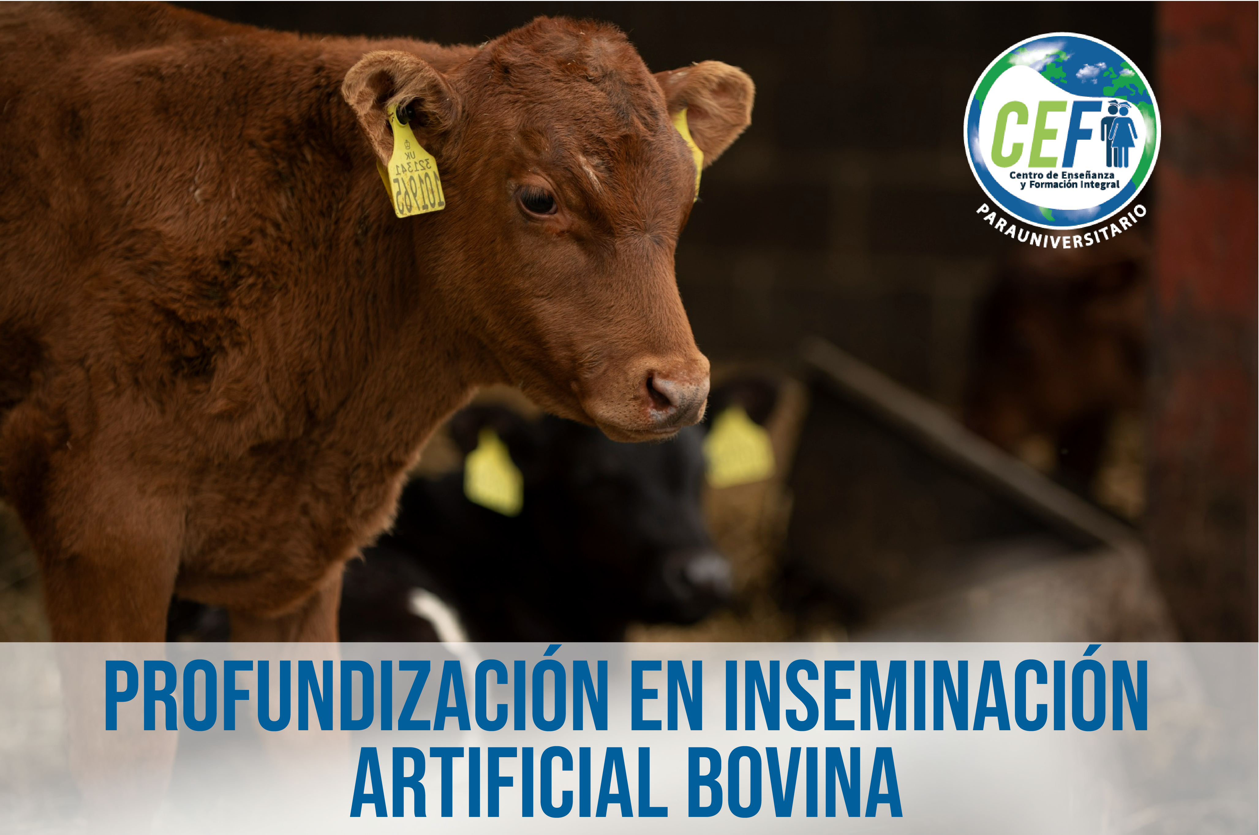 Profundización en Inseminación Artificial Bovina